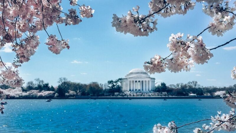 How to enjoy the DC Cherry Blossoms! #dc #cherryblossoms #explore #travel