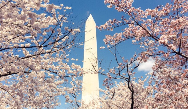 Want to see Flowers in DC? Check out the Cherry Blossoms, Washington DC. These blossoms that circle around the tidal basin make beautiful photo framing for the Washington Monument or the Jefferson Monument. Learn about all the tips for seeing the Cherry Blossoms in DC, and how to spend the rest of the day after visiting Washington DC Museums and historic sites. #dc #cherryblossoms #flowers #travel
