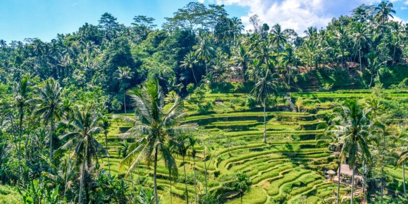 There are so many things to do in Bali, and the list of Bali attractions is practically endless. To narrow the list down, here is a list of what to do in Ubud, Bali. To include the best places to stay in Bali, and what to do around Ubud. #ubud #bali #travel #indonesia
