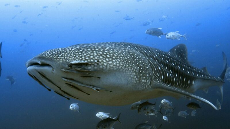 If you have ever thought about diving or swimming with whale sharks then check out these best places to see Whale Sharks around the world! A list of multiple locations such as Oslob, Cebu - Similan Islands, Thailand, - Cancun, Mexico, and more! Check off the bucket list item and swim with whale sharks. #whalesharks #bucketlist #dive