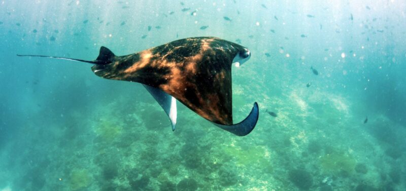 Take a trip to the secluded island of Nusa Penida, and enjoy the special opportunity of diving with Manta Rays at Nusa Penida #manta #dive #nusapenida