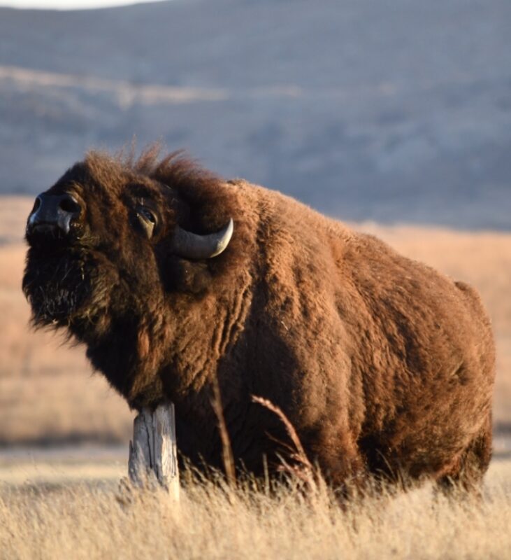 Guide to Visiting Wichita Mountains Wildlife Refuge in Oklahoma to see Bison and LongHorn.