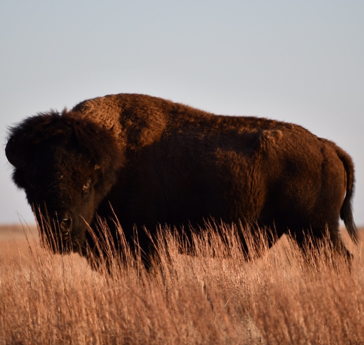 Guide to Visiting Wichita Mountains Wildlife Refuge in Oklahoma to see Bison and LongHorn.