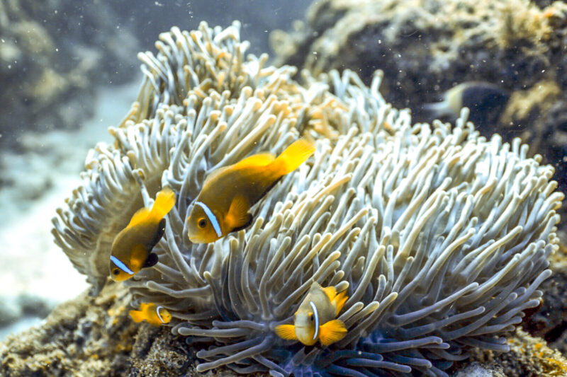 Dive Deep: Identifying Anemonefish Types Revealed