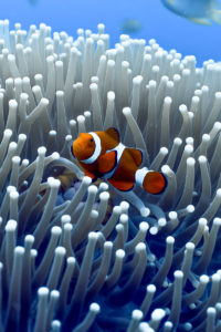 See the famous "Nemo" while exploring the Great Barrier Reef. 