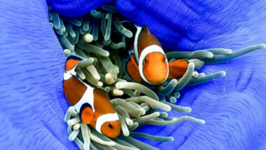 The Ocellaris, False Percula (Amphiprion ocellaris) Clownfish. The most highly recognized of the anemone fish after being featured in the pixar movie "Nemo". Helpful guide to identifying types of anemone fish.