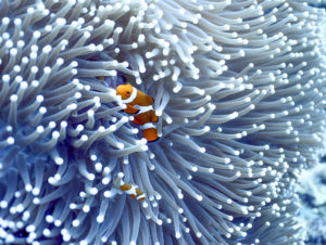 The Ocellaris, False Percula (Amphiprion ocellaris) Clownfish. The most highly recognized of the anemone fish after being featured in the pixar movie "Nemo". Helpful guide to identifying types of anemone fish.