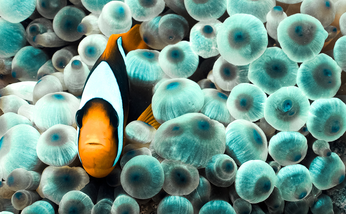 Red Sea Anemonefish. Learn how About Identifying Types of Anemonefish using coloration and host anemones. #dive #anemones #clownfish