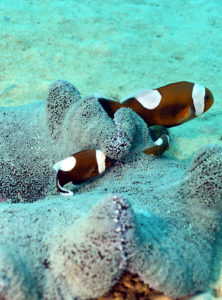 Saddleback Anemonefish. Learn how About Identifying Types of Anemonefish using coloration and host anemones. #dive #anemones #clownfish