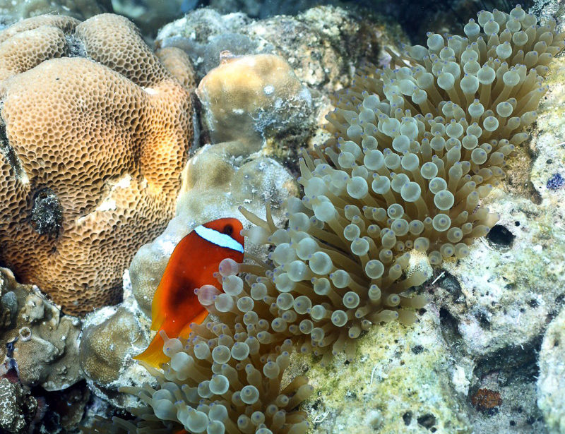 Amphiprion frenatus (tomato clownfish) in a bubble tip anemone. Guide to identifying types of anemonefish.