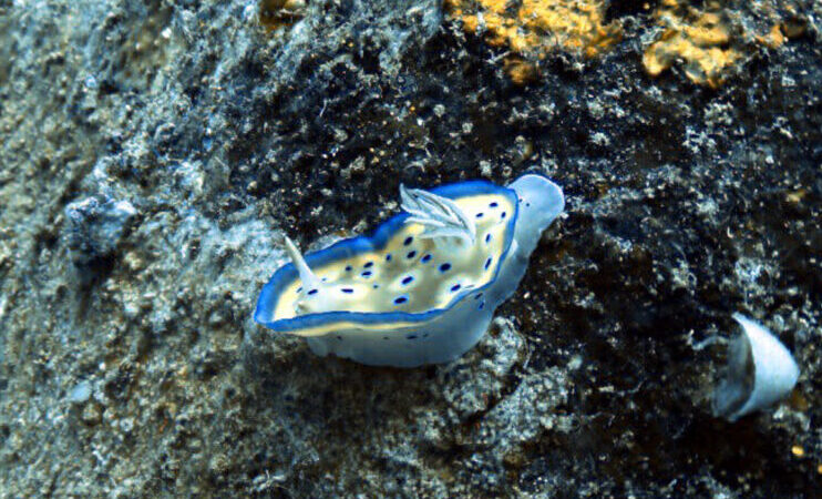 A nudibranch spotted on the Camia II wreck.