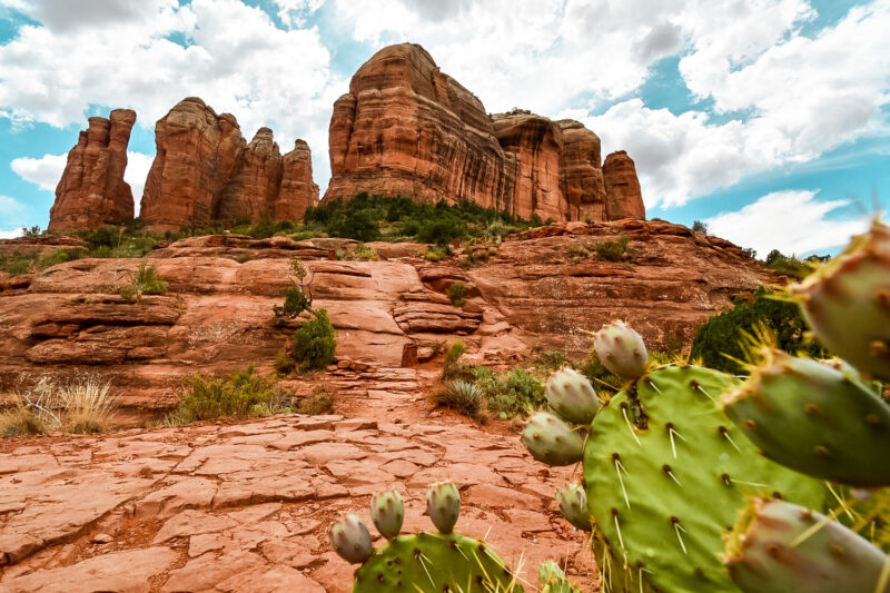 Cactus that bloom wildflowers in front of Cathedral Rock. When visiting Sedona, Arizona, hiking Cathedral Rock is a must. The hike is a quick 1.5 mile out and back - and gradually progresses in difficulty allowing all skill level of hikers to participate in the climb. View this beautiful icon and capture sweeping views of the surrounding Sedona area. #sedona #cathedralrock #hike #arizona