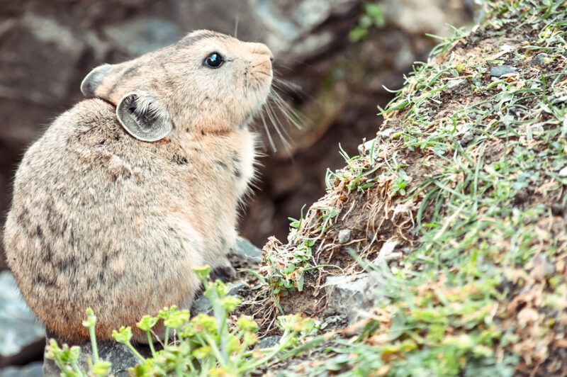 Pika at Eagle Valley in Mongolia. Hiking Eagle Valley is an option for all skill levels. The start of this Mongolian hike is easy, and gradually increases in difficulty allowing adventurers to turn back whenever the trail becomes too difficult. Learn about hiking in Mongolia's Eagle Valley, and the wildlife you can see while there! #mongolia #eaglevalley #hiking