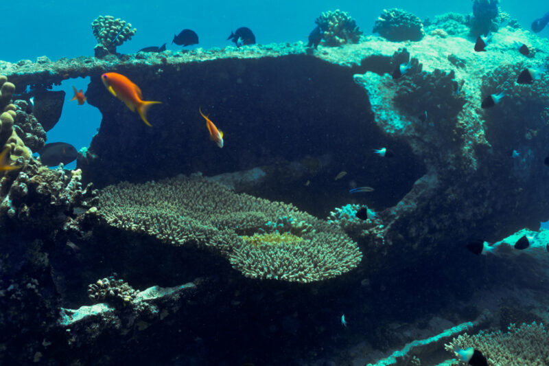 The boilers have been overtaken by the ocean at the Kingston Wreck in the Red Sea.