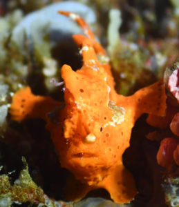 What to see diving Moalboal, little frogfish.