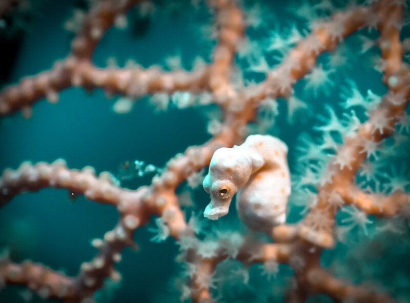 Pygmy seahorse in Moalboal, Philippines.
