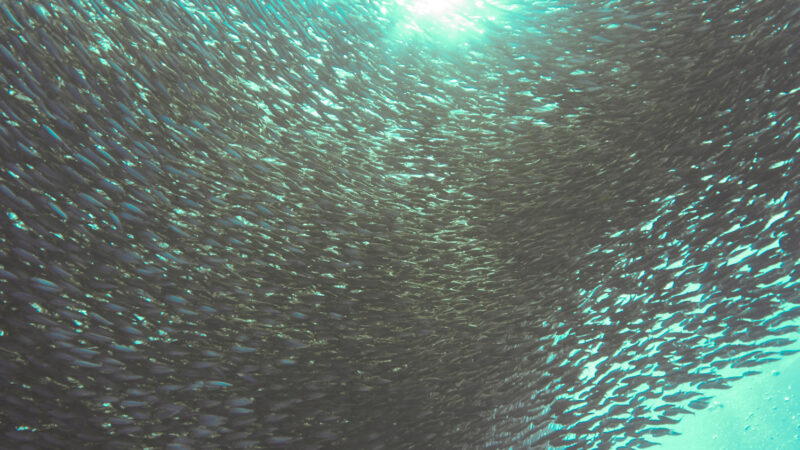 Thousands of Sardines in the Sardine Run. Moalboal is famous for this the opportunity to dive the Sardine Run or Panagsama beach. If the name hasn’t given it away already, the Sardine Run is known for the thousands if not millions of Sardines that are in the area creating a “Sardine Ball” that divers enjoy interacting with. Learn about what to expect when diving the Sardine Run at Panagsama Beach. #moalboal #cebu #philippines #dive