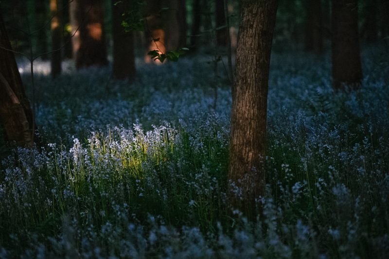 Ray of light onto the bluebell woods in Belgium.