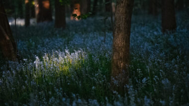 Ray of light onto the bluebell woods in Belgium.