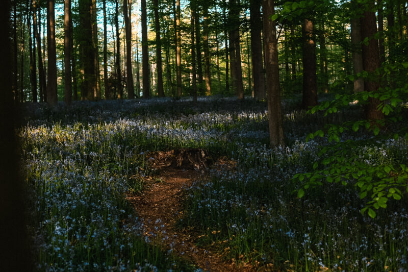 Walking path in the middle of the Bluebell forest in Belgium. 