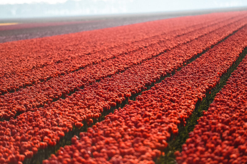 View of tulip fields in the Netherlands. 