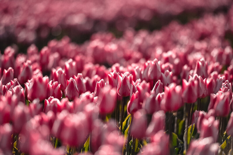 Close up view of tulip fields in the Netherlands. 