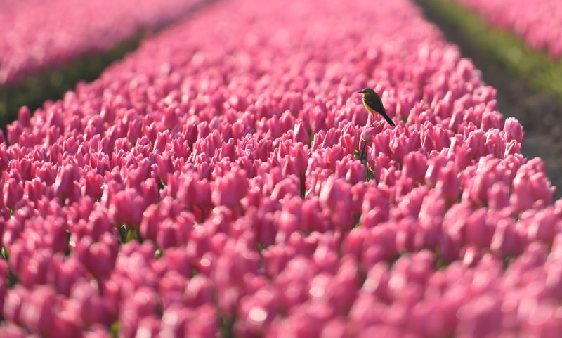 Bird in the Tulip Fields in the Netherlands.